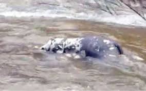 പുഴയില്‍ ആനക്കുട്ടിയുടെ ജഡം  ഒഴുകിയെത്തി
