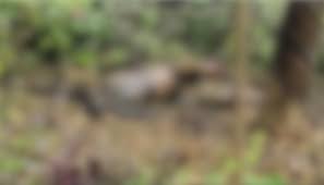 കണ്ണൂരിൽ റബ്ബര്‍ തോട്ടത്തിൽ കത്തിക്കരിഞ്ഞ നിലയിൽ വയോധികന്‍റെ മൃതദേഹം; അസ്വഭാവിക മരണത്തിന് കേസെടുത്ത് പൊലീസ്