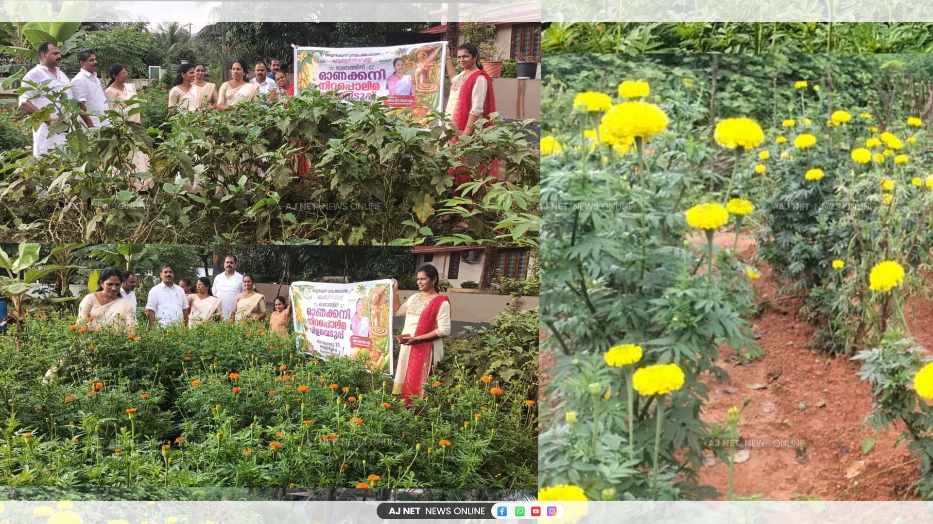 മുടയിരഞ്ഞി വാർഡിൽ ഹരിതം ജെ എൽ ജി ഗ്രൂപ്പിൽ ഓണക്കനി; നിറപൊലിമ വിളവെടുപ്പ് ഉത്സവം നടത്തി..